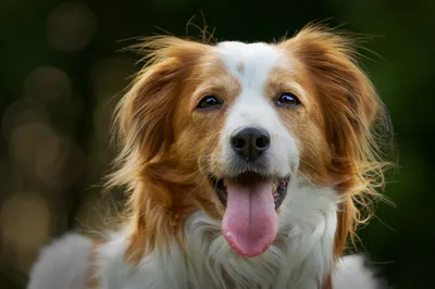 Пироплазмоз у собак: симптомы, диагностика, лечение и последствия