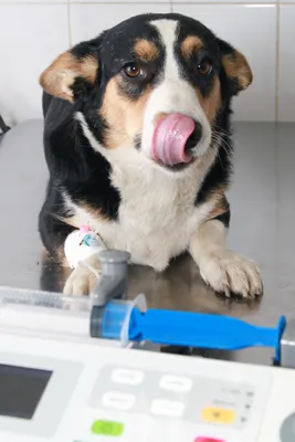 Пироплазмоз (Бабезиоз) у собак: описание болезни, симптомы, схема лечения и  осложнения