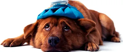 Пироплазмоз (Бабезиоз) у собак: описание болезни, симптомы, схема лечения и  осложнения | Клещевая инфекция у собак