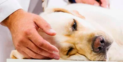 Пироплазмоз (Бабезиоз) у собак: описание болезни, симптомы, схема лечения и  осложнения | Клещевая инфекция у собак
