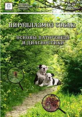 Лечение пироплазмоза у собак в Москве. Клиника Скайвет