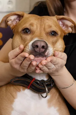 Лечение пироплазмоза (энцефалита) у Вашей собаки в ветеринарной клинике  Добрый Доктор в Москве
