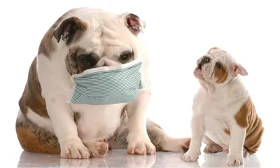 Пищевая аллергия у собак. Как распознать и чем кормить питомцев