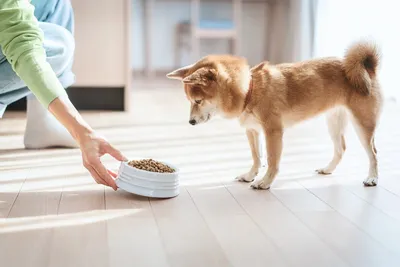 Hill's PD d/d Food Sensitivities сухой корм для собак при пищевой аллергии  с уткой и