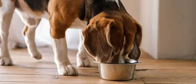 Пищевая аллергия и пищевая непереносимость у собак и кошек
