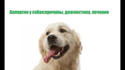 Для собак мелких пород, Royal Canin Hypoallergenic Small Dog HSD 24, с  пищевой аллергией/непереносимостью купить с доставкой в интернет-магазине  зоогастроном.ру