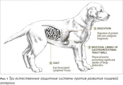 Аллергия у собак: как проявляется, чем лечить и что дать, симптомы, фото