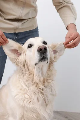 Пищевая аллергия у собак - что делать и как лечить