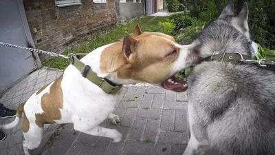 Питбуль напал на собаку | Не для слабонервных!!! Питбультерьер против  маламута и хаски - YouTube