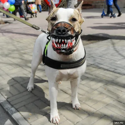Перекусил связки: питбуль разодрал домашнюю собаку в Хабаровске - KP.RU