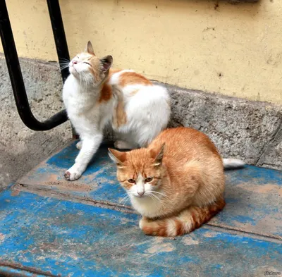 Питерские коты) | Пикабу