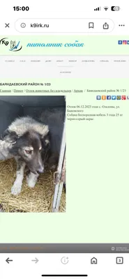 Приют При Питомнике собак К9 Иркутск | Facebook