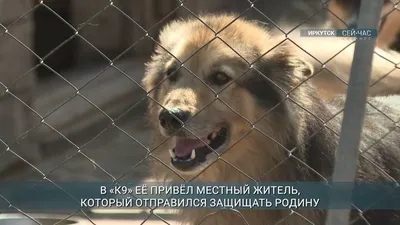 Контактные данные питомника собак «К-9» в Иркутске