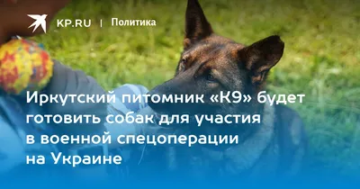Около 400 бездомных собак живут в приюте \"К-9\" в Иркутске - PrimaMedia.ru