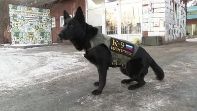 Четвероногие бойцы. Мы узнали, зачем из Иркутска в зону отправляют собак  спецназначения | АиФ–Иркутск | Дзен