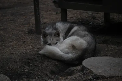 Стерилизованная собака родила в Иркутске | ОБЩЕСТВО | АиФ Иркутск