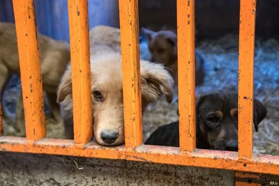Около 400 бездомных собак живут в приюте \"К-9\" в Иркутске - IrkutskMedia.ru