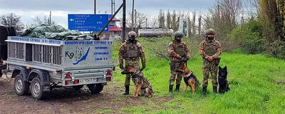 Иркутский питомник «К9» будет готовить собак для участия в военной  спецоперации на Украине - KP.RU