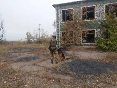 Волонтеры обвинили руководителя приюта под Иркутском в жестоком обращении с  животными. Тот говорит, что собак убили сами добровольцы | Такие дела Такие  дела