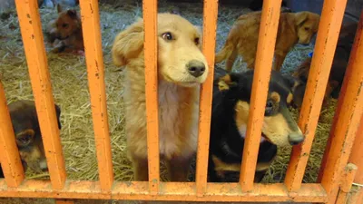 Около 400 бездомных собак живут в приюте \"К-9\" в Иркутске - IrkutskMedia.ru