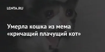 Худи толстовка Плачущий кот (Мемы) | AliExpress