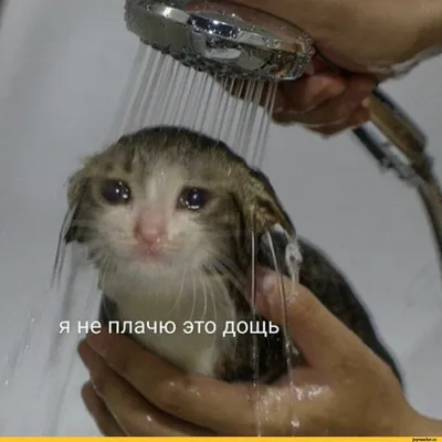 Умерла кошка из мема «кричащий плачущий кот»: Мемы: Интернет и СМИ: Lenta.ru