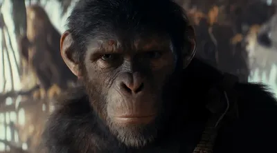 Планета обезьян: Новое царство» может стать началом новой трилогии