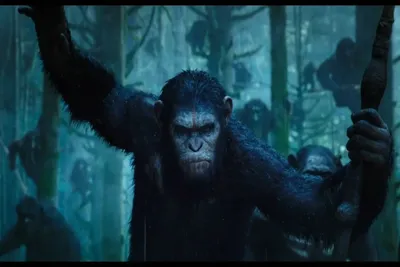 Планета обезьян 2: Революция — Колорадский Кот - Возрастные ограничения по  возрасту: Фильмы, Мультфильмы, Кино для детей