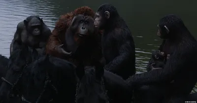 Планета обезьян: Революция / Восстание планеты обезьян (2 Blu-ray) (Dawn of  the Planet of the Apes / Rise of the Planet of the Apes) – Bluraymania