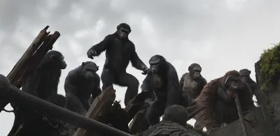 Восстание планеты обезьян — Колорадский Кот - Возрастные ограничения по  возрасту: Фильмы, Мультфильмы, Кино для детей