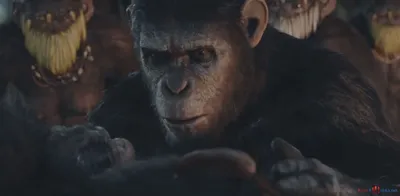 Фильм «Планета обезьян: Революция»: …и фото с обезьянкой, пожалуйста :  REDOMM.RU