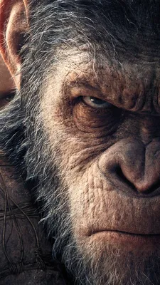 Обои Планета обезьян: война, War for the Planet of the Apes, 4k, Фильмы  #14079