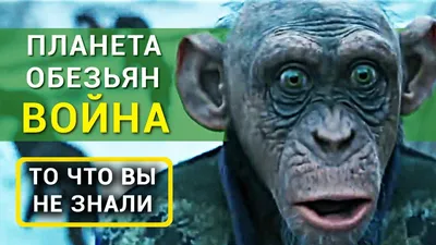 Планета обезьян: война - все что вы не знали об этом фильме 2017 - YouTube