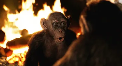 Планета обезьян: Война (2017) - War for the Planet of the Apes - кадры из  фильма - голливудские фильмы - Кино-Театр.Ру
