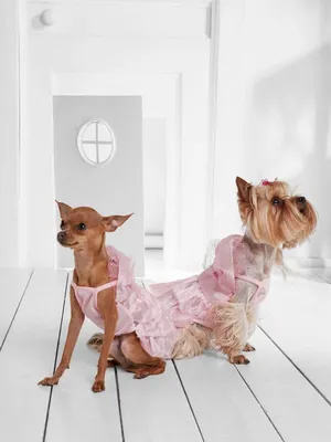 Купить Охлаждающее платье для собак, одежда для щенков, домашних собак,  летний костюм для собак, слинг, сладкое платье принцессы, декор для  вечеринки, дня рождения, платье с бантом, костюм щенка | Joom