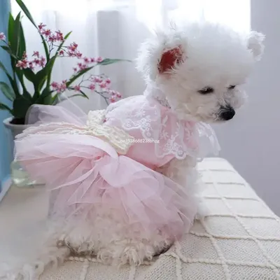 Шерстяное платье для собак Puffy Мэри - купить в Москве, СПб | цены |  Интернет магазин с доставкой на дом | зоомагазин Puffy-Shop