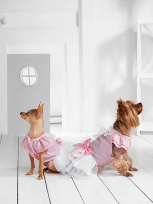 Платье для собаки Elza - Style Pets