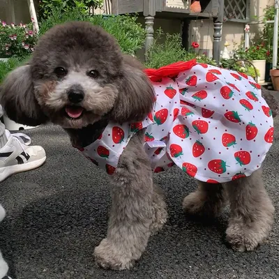 Платье для собак — Nothing but love Pets, акция действует до 22 октября  2025 года | LeBoutique — Коллекция брендовых вещей от Nothing but love Pets  — 5979771