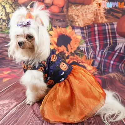 Платье для собак и кошек \"Лето\", праздничный наряд для фотосессий животных  купить по цене 330 ₽ в интернет-магазине KazanExpress