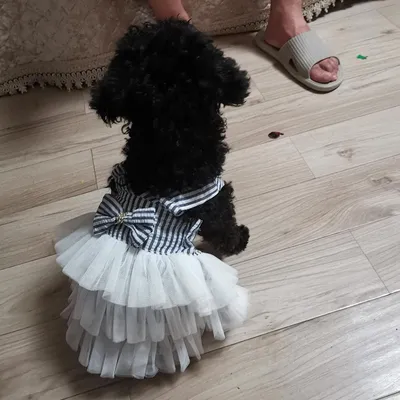 092 PA - Платье для собак \"Зимушка\" | Crystaldog - одежда для собак