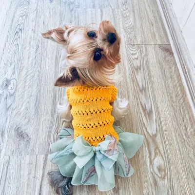 Летнее платье для собак с мини-штанишками БАЛЕРИНА (одежда для собак)  ,размер L - купить с доставкой по выгодным ценам в интернет-магазине OZON  (222122751)