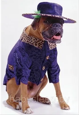 Собачья Одежда Сладкие Платья Для Маленьких Собак Чихуахуа От 721 руб. |  DHgate