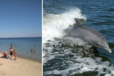 Разведчики получат здание на пляже «Дельфин» на 49 лет за 1 гривну — УСІ  Online