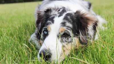 Глисты у собак | Виды, симптомы и лечение