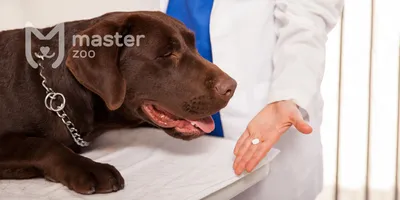 Паразиты у собак: виды, диагностика, и способы лечения от внешних, и  внутренних паразитов