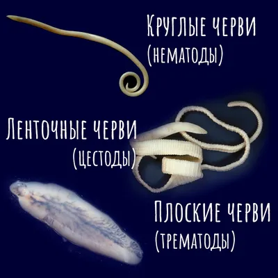 Как понять, что у собаки глисты: симптомы, лечение, профилактика -  Зоомагазин MasterZoo