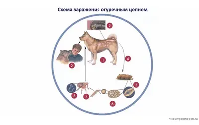 Влияние гельмитов на здоровье собаки и способы борьбы с ними