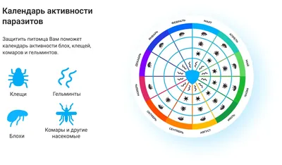 Влияние гельмитов на здоровье собаки и способы борьбы с ними