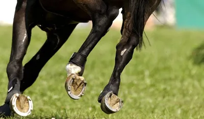 Больно ли лошади, когда ей вбивают в копыто гвозди и ставят подкову? |  Пикабу