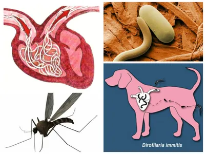 Дирофиляриоз — Текущее руководство для собак